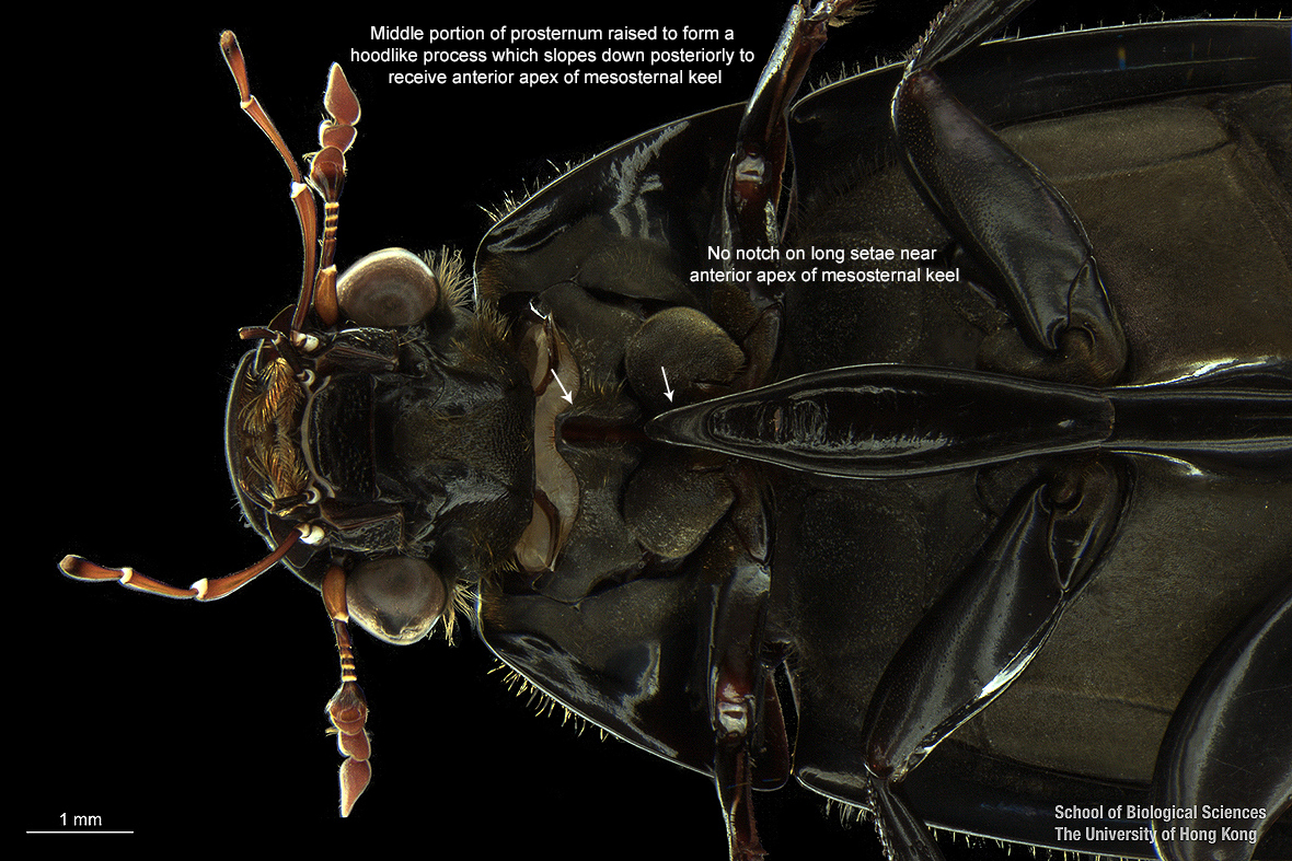 Head in ventral view